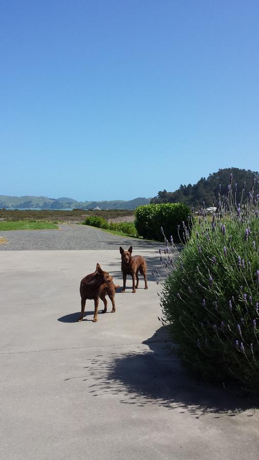 Abbey Court Motel Coromandel Экстерьер фото